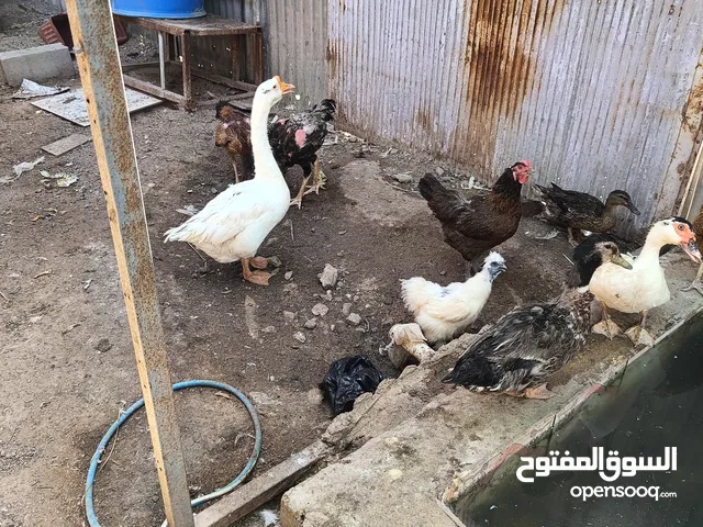 متاح وز ودجاج وبش مصري وخضيري للبيع
