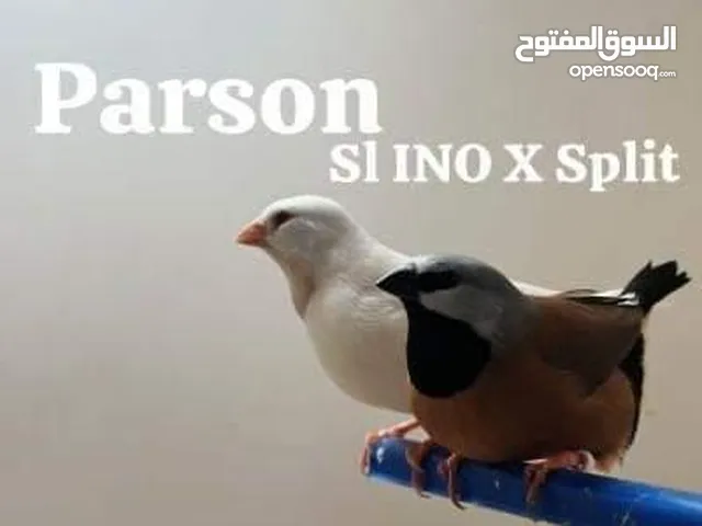 Ino parson pair