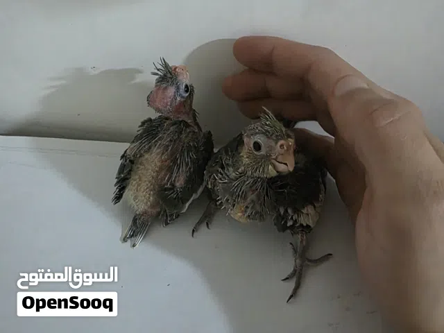 افراخ كوكتيل