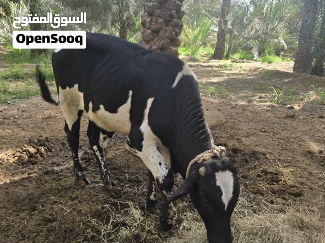 عجل باكستاني اصل بدون اي تهجين عجله هولندي على نمسوي