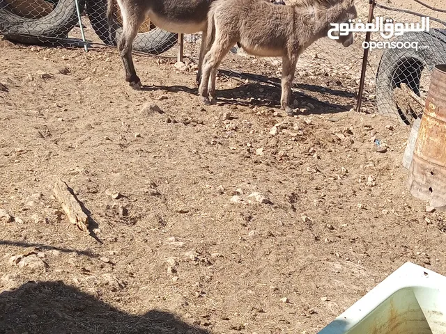 حمارات للبيع