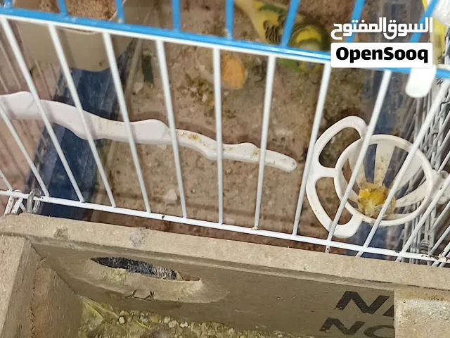 طيور حب للبيع او البدل على جوز كوكتيل شغال