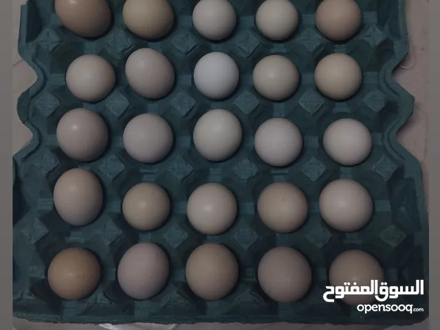 بيض منزلي بحريني