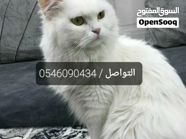 فندقه قطط و قطط الأنقاذ