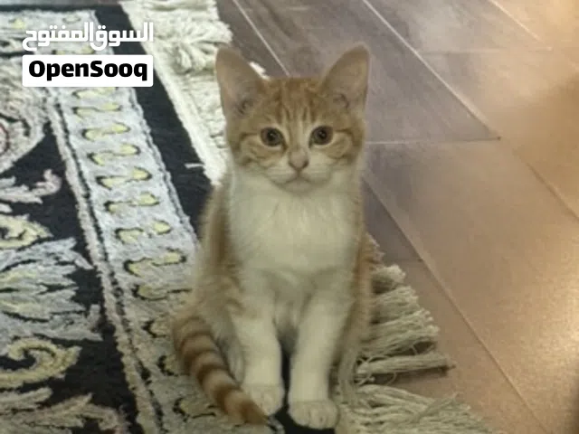 Adorable, Healthy & Playful Kittens Looking for Their Forever Homes.
