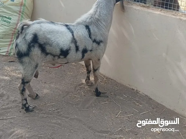 تيس من الحلال الظفاري