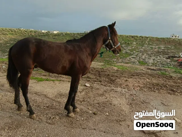 فحل العمر ثلاث سنين  تواصل على الرقم وقابل للتفاوض