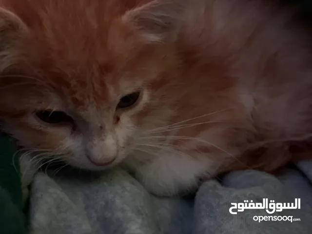 Kitten for adoption