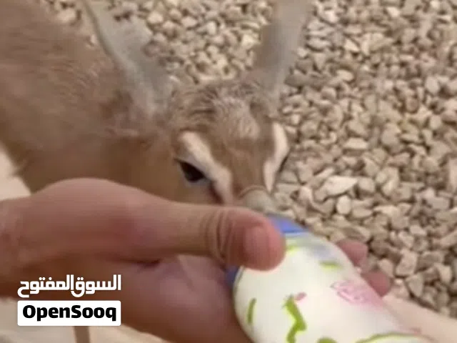 تيس ديماني عمر 5 ايام