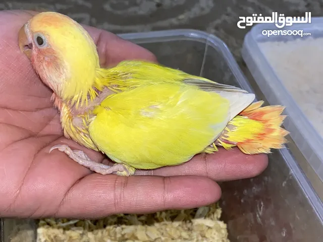 فروخ اوبلاين متعودين على العس