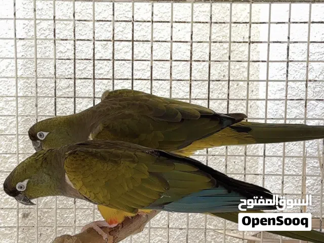 زوج باتاغونيا كنيور