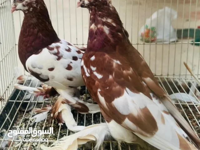 زوج حمام روسي منتج