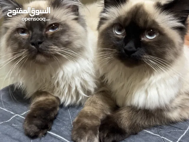 ذكر و انثى، العمر 6 شهور ونص