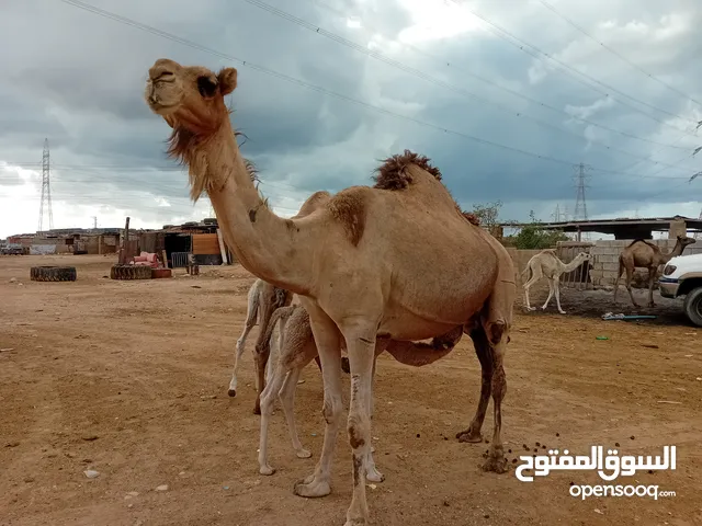 بسم الله توكلت علي الله ناقة حليب تحت قعود حليب تبارك الله ولا قوة الا بلله