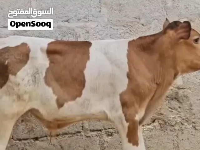 عجل ضفاري عمره6 شهور