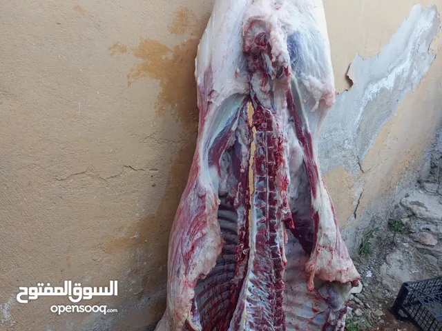 لحمام متنقل لذبح العقائق والنذر والاضاحي داخل المنازل