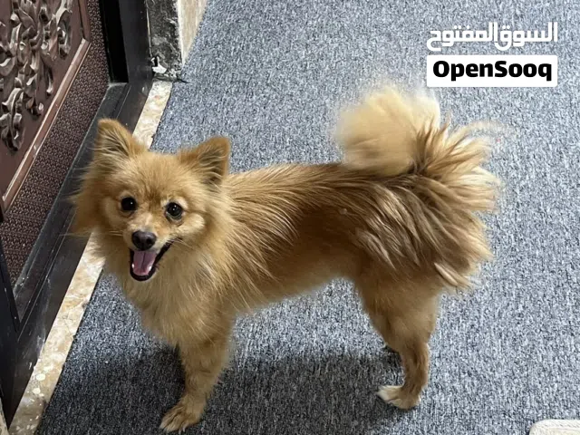 كلبه يومارنيان الليفه جدا وتحب لعب مع أطفال نظيفه وأموره طيبه