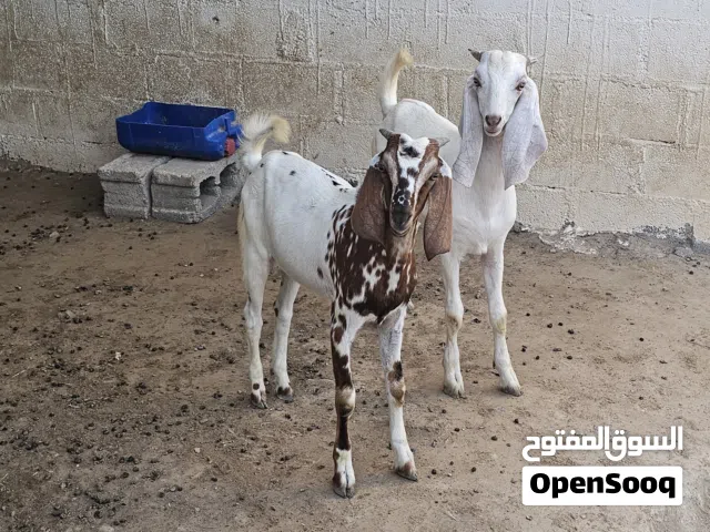تيوس للبيع مال بلاد  العمر 3 إلى 4 شهور وخاليين من جميع العذاريب  السعر 75  قابل للتفاوض