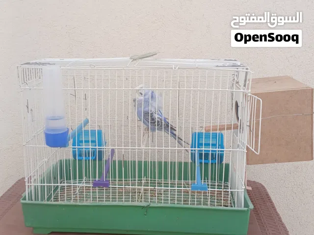 عصافير هوكو الله يبارك