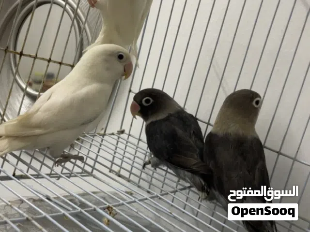 فيشر زوجين للبيع  شاهد الوصف