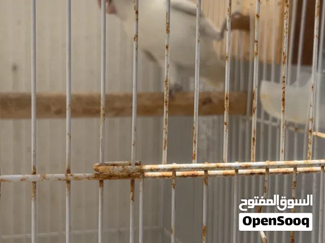 زوج روز بياض مع القفص