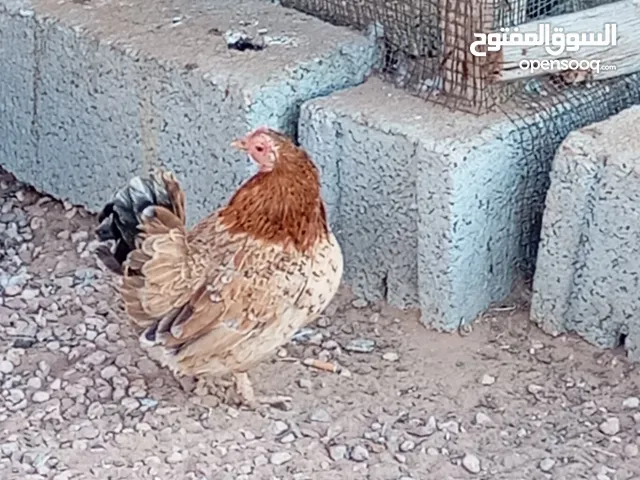 متاح كوبيا براهما ودجاجه كيني