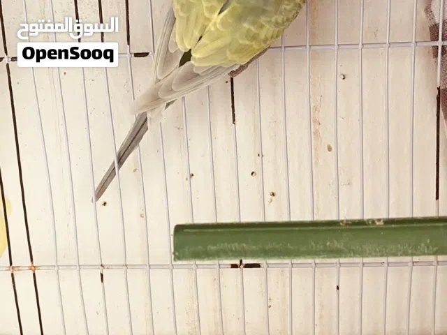 دكر رينبو متوفر ريش مصراته بي جنب جزيره قراره