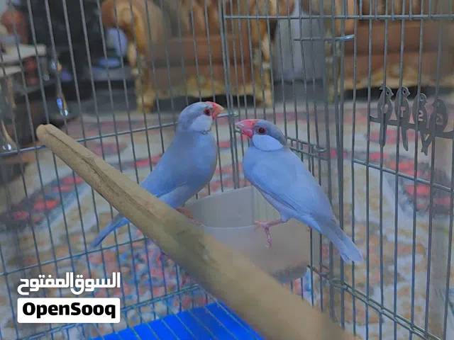 طيور جاوا للبيع