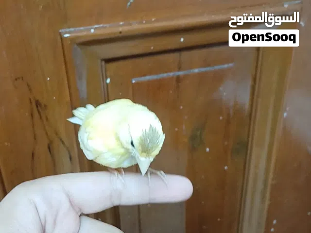 ثلاث حبات كناري اليف غر يدوي ب 220 للطير