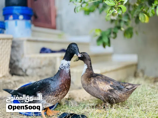 السلام عليكم بط للبيع دكر وانثي