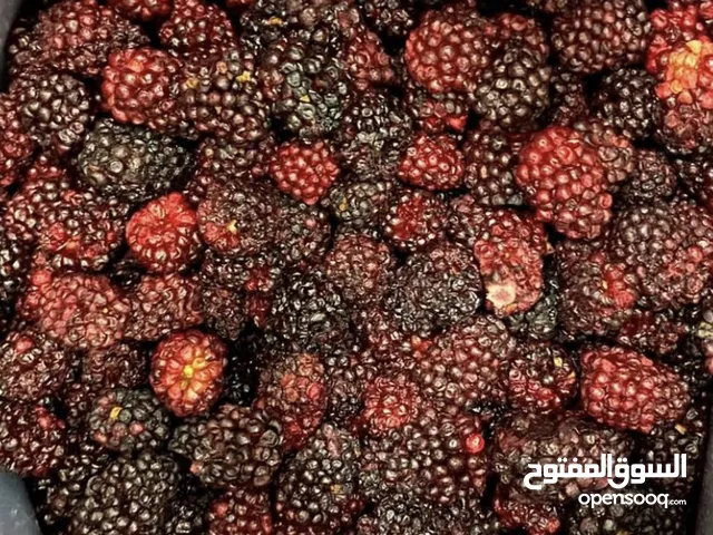 توت اسودواحمر