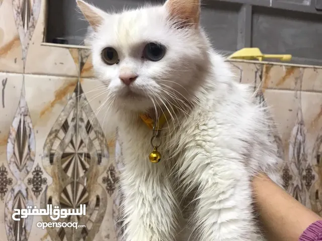 قطط للبيع البصره شط العرب الفيروزيه