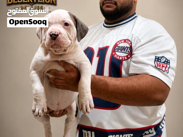 American bully xl