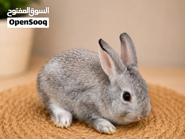 Small Netherland Dwarf Rabbits for Sale