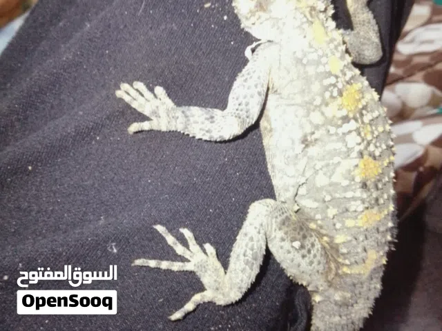 حردون أليف مرتب