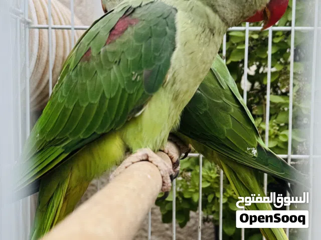 Alexandrine parrots