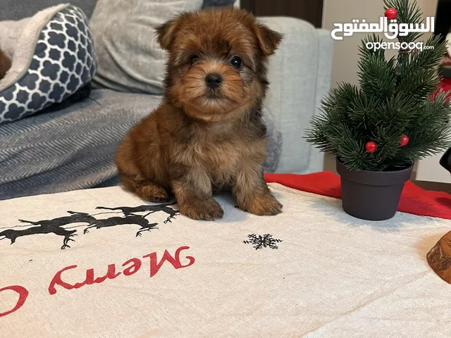 Christmas vibes Amazing puppy super mini wonderful color female and male