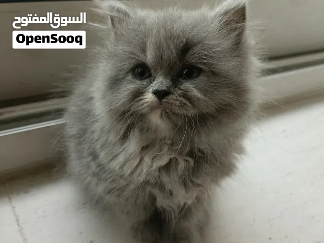 Adorable Female Persian Kitten – 1 Month Old – Fluffy Grey Coat
