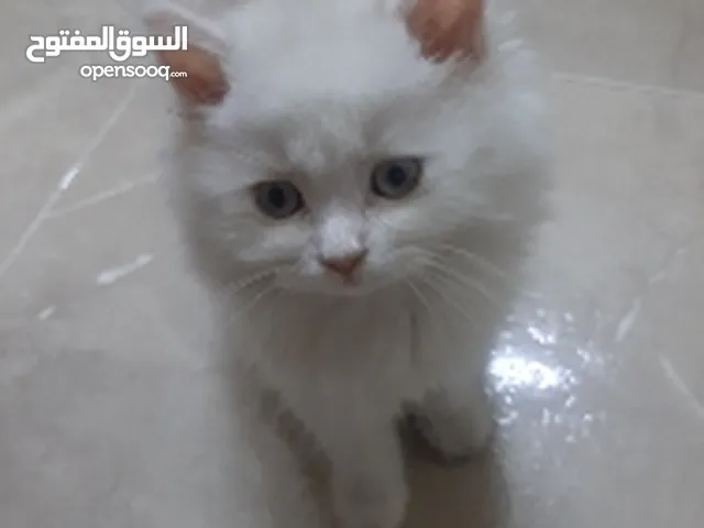 قطه ميكس فارسي و تركي