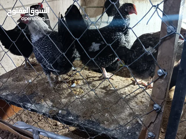 دجاج للبيع