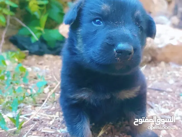 كلبه جيرمن رويال بلاك معها جرو ذكر