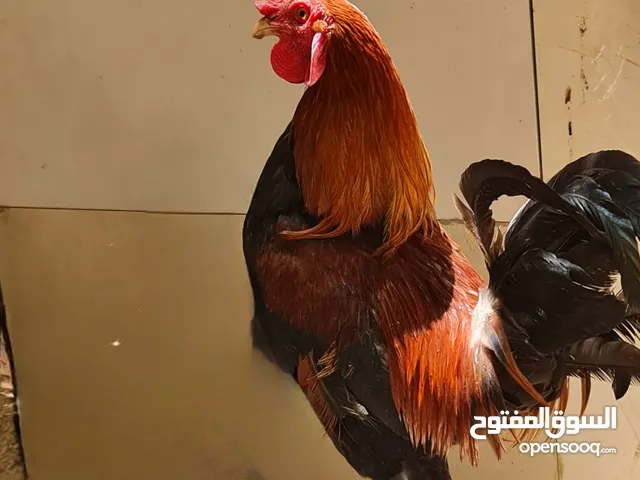 ديج احمر جاهز