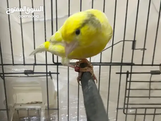 جوز وترسلاجر منتج للبيع