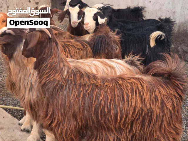 للبيع صخلات 9 تيس 1 فرصه باغي شي زين فرصه اعمارهن سنة ماشاء الله عليهن مشتلات فول فول سمنة  عدد 10