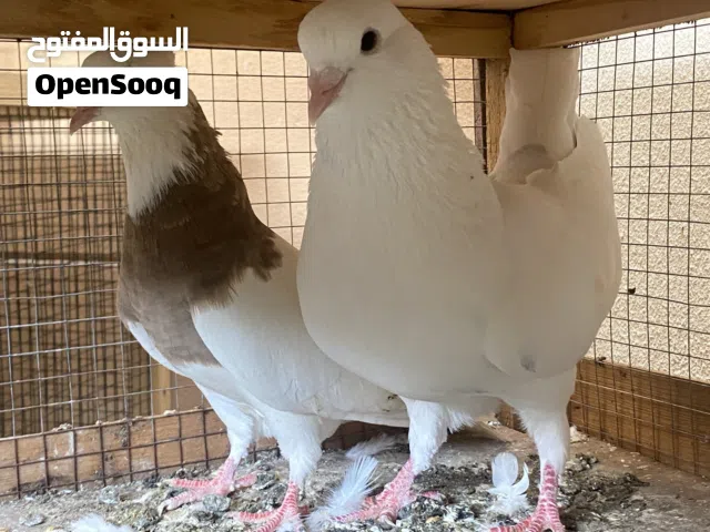 زوج ايرانيات