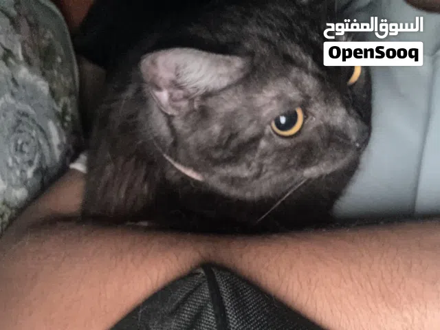 قطه للتبني بمبلغ بسيط بسبب الانشغال