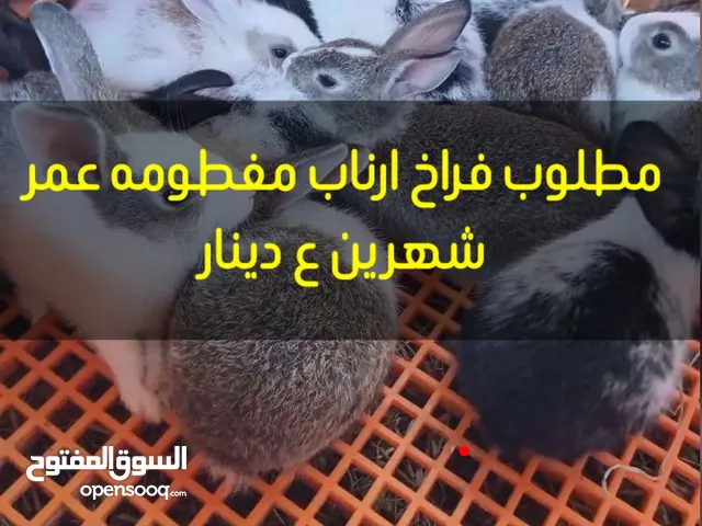 مطلوب فراخ ارناب مفطومه داخل المفرق اهم شي