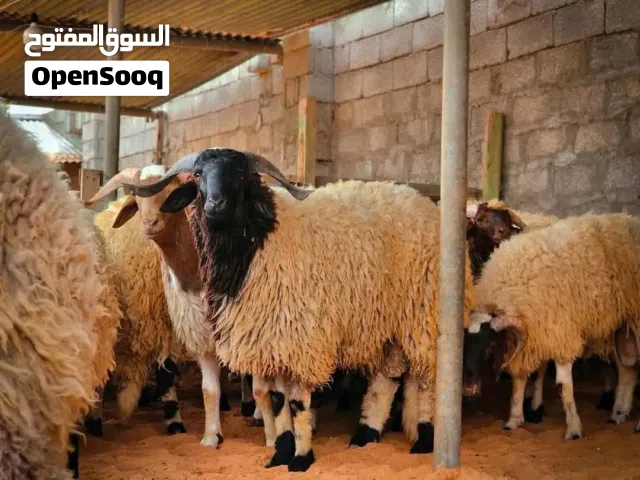 اضاحي عيد تجورا