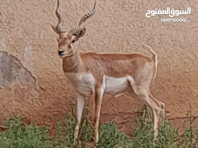 غزال ظبي هندي