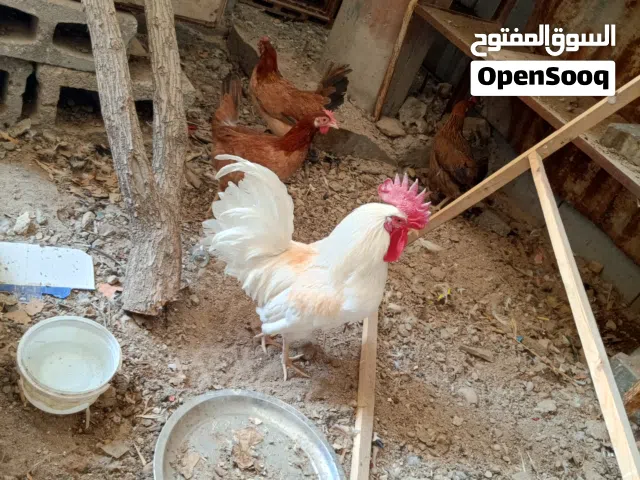 دجاج عرب كويتي سيافي